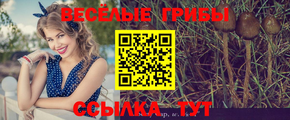 Псилоцибиновые грибы Cubensis  Вход с VPN  Гусь-Хрустальный 